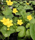 Marsh Marigold | Caltha palustris