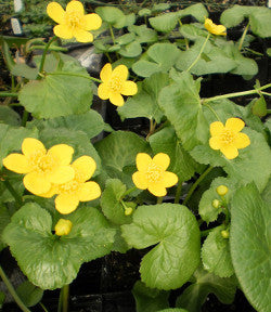 Marsh Marigold | Caltha palustris