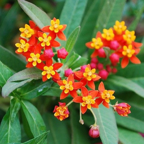 Butterfly Blood Flower | Asclepias curassavica | Available April Spring 2024