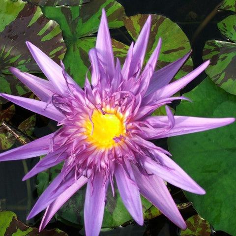 Midnight Serenade | Tropical Water Lily | Available Late March/April Spring 2024