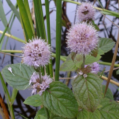 water mint plant Aquatic Mint – Pond PIants Online