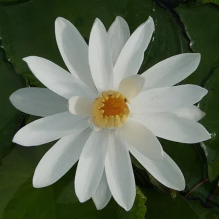 lily of the night flower Missouri