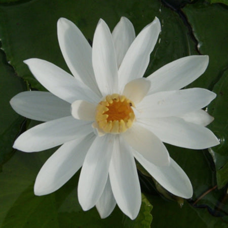 Missouri White Night Blooming Water Lily Pond Plants Online