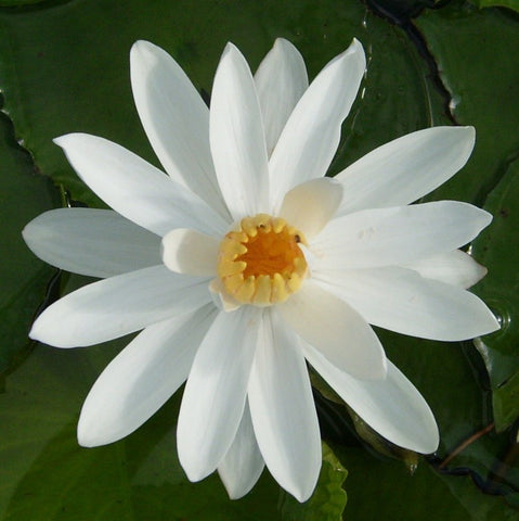 Missouri | White Night Blooming Water Lily | Ships April 2024