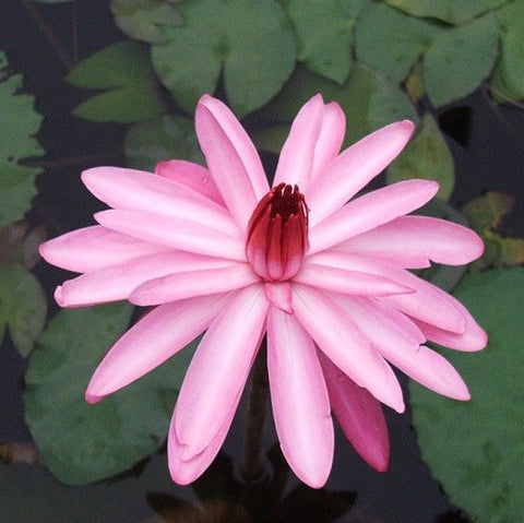 Pink Night Blooming | Tropical Water Lily | Ships April 2024