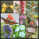 Natural Wonders Collection | 8 Flowering Pond Plants | Available April 2025
