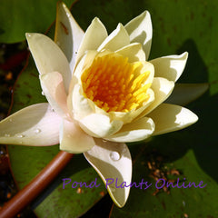 Chubby | Nymphaea 'Chubby' Water Lily