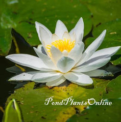 white pond lily tincture Odorata Hardy Water Lily – Pond PIants Online