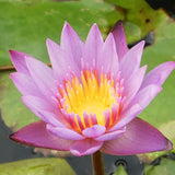 Panama Pacific | Tropical Water Lily