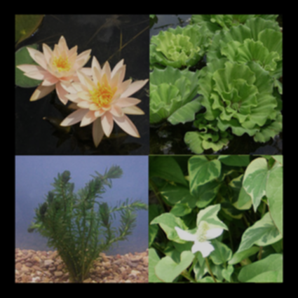 plastic pond plants Part Shade Pond Plant Package – Pond PIants Online