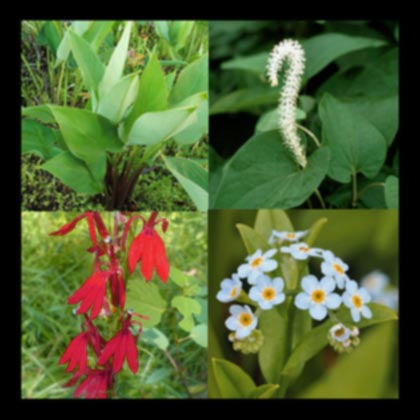 Part Shade Perennial Bog Plant Collection