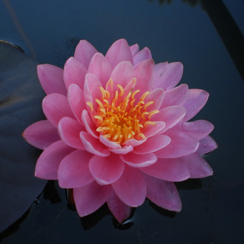 Perry's Fire Opal | Pink Hardy WaterLily
