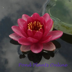 Perry's Baby Red | Small Hardy Water Lily