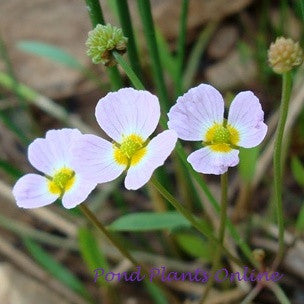 Siberian Pink Cups | Baldellia ranuculoides