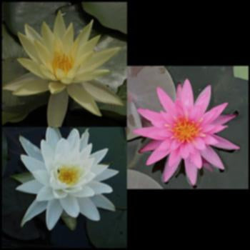 Water Lily Package | Pink, White & Yellow