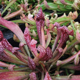 Pitcher Plants | Sarracenia sp.
