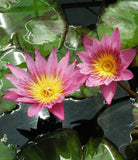 Queen of Siam | Tropical Water Lily