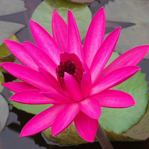 Red Night Blooming | Tropical Water Lily | Ships April 2024