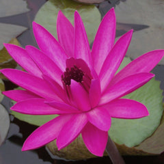 Red Night Blooming | Tropical Water Lily
