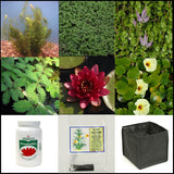 Small Water Garden Complete Collection | 25 -  150 Gal | Available Late March/April Spring 2024