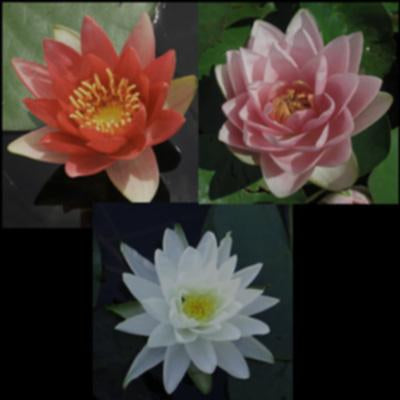 Water Lily Package | Red, Pink & White