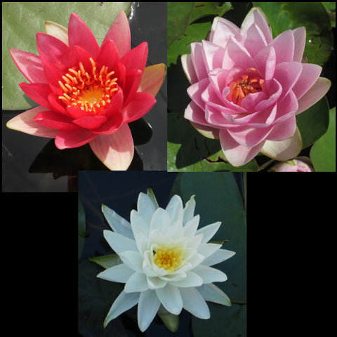 Water Lily Package | Red, Pink & White  | Ships Spring 2024