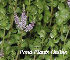 Rotala | Rotala rotundifolia