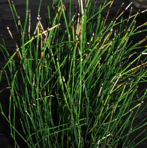 Dwarf Horsetail Rush | Equisetum scirpoides | Ships Late March/April Spring 2024