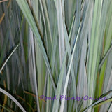 Blue Gray Sedge | Carex. spp.
