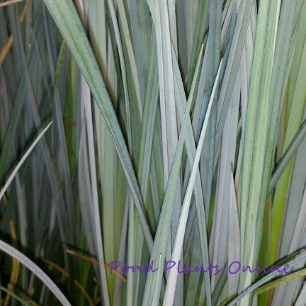 Blue Gray Sedge | Carex. spp.