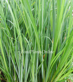 Blue Gray Sedge | Carex. spp.