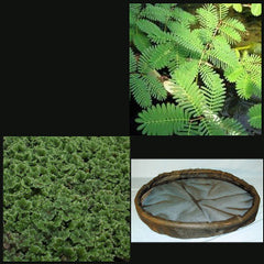 FIoating PIant Protector with FIoating PIants | 24" PIant Barrier