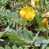 Giant Sensitive Plant | Aeschynomene fluitans | Potted