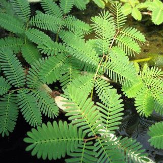Sensitive Plant | Neptunia aquatica | Bare Root | Available Mid-March Spring 2024