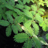 Sensitive Fern Plant - Neptunia aquatica