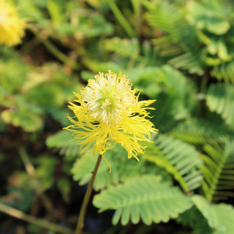 Sensitive Fern Plant Flower - Neptunia aquatica