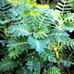 Large Leaf Giant Sensitive Plant  | Aeschynomene fluitans | Bare Root