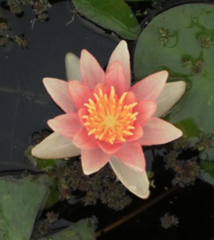 Sioux | Hardy Lily