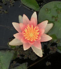 Sioux | Hardy Water Lily