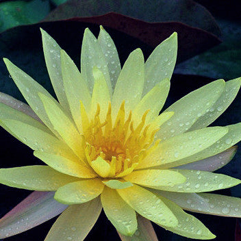 yellow water lily flower Bangpra yellow – Pond PIants Online