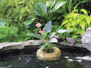 straw pots for plants Summit Barley Straw Planters – Pond PIants Online