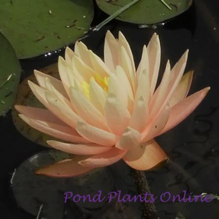 Sunny Pink | Hardy Water Lily