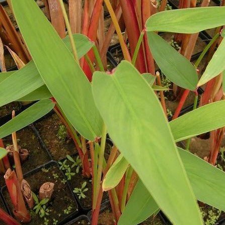 alligator flag plant Red Stem Thalia – Pond PIants Online