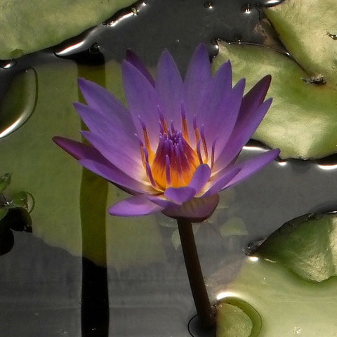 Tina | Tropical Water Lily