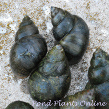 Japanese Trapdoor Pond Snails | Viviparis malleatus | Small Quantity - 12+