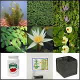 Small Water Garden Complete Collection | 25 -  150 Gal | Available Late March/April Spring 2024