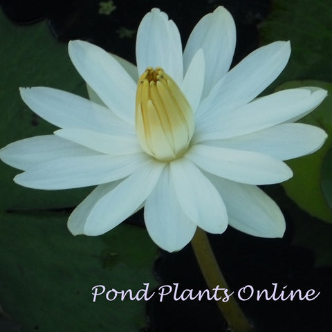 Trudy Slocum | White Night Blooming Water Lily