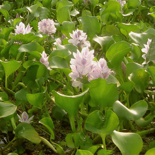 Water Hyacinth - Floating Pond Plants - Pond Plants Online  Pond PIants  Online
