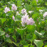 Water Hyacinth | Eichornia crassipes