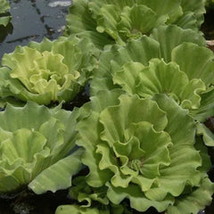 Curly Leaf  Water Lettuce | Pistia sp.